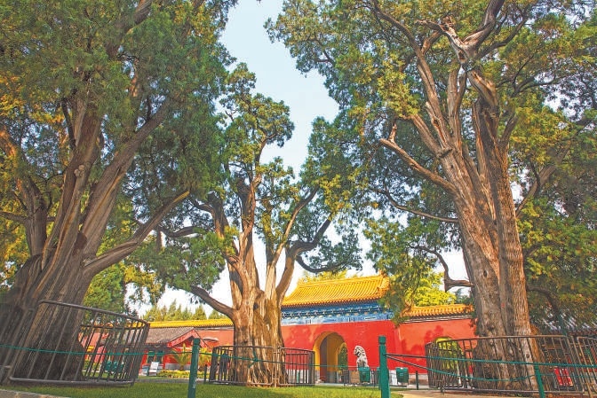 中山公园辽柏群。 中山公园辽柏群。